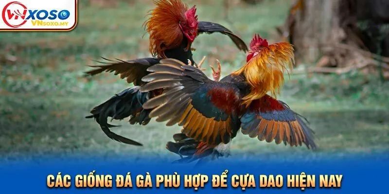 Các giống đá gà phù hợp để cựa dao hiện nay Các giống đá gà phù hợp để cựa dao hiện nay