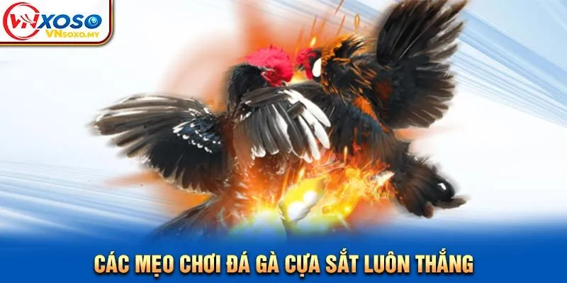 Các mẹo chơi đá gà cựa sắt luôn thắng