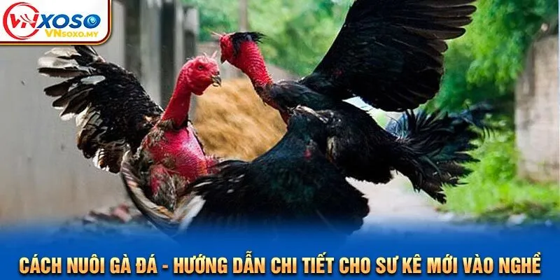 Cách Nuôi Gà Đá - Hướng Dẫn Chi Tiết Cho Sư Kê Mới Vào Nghề