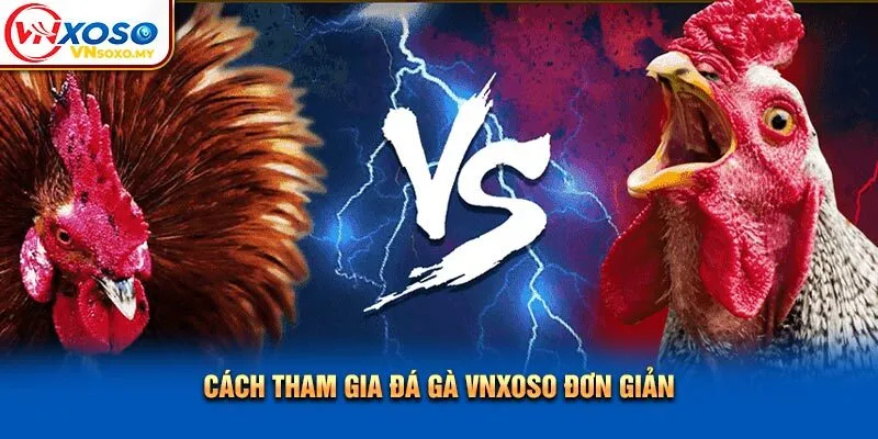 Cách tham gia đá gà Vnxoso đơn giản Cách tham gia đá gà Vnxoso đơn giản