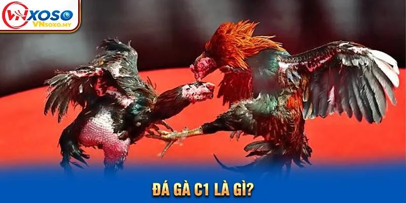 Đá gà C1 là gì?
