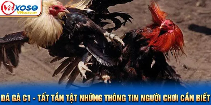 Đá Gà C1 - Tất Tần Tật Những Thông Tin Người Chơi Cần Biết
