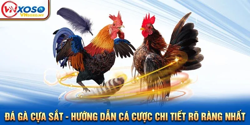 Đá Gà Cựa Sắt - Hướng Dẫn Cá Cược Chi Tiết Rõ Ràng Nhất