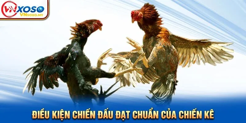 Điều kiện chiến đấu đạt chuẩn của chiến kê