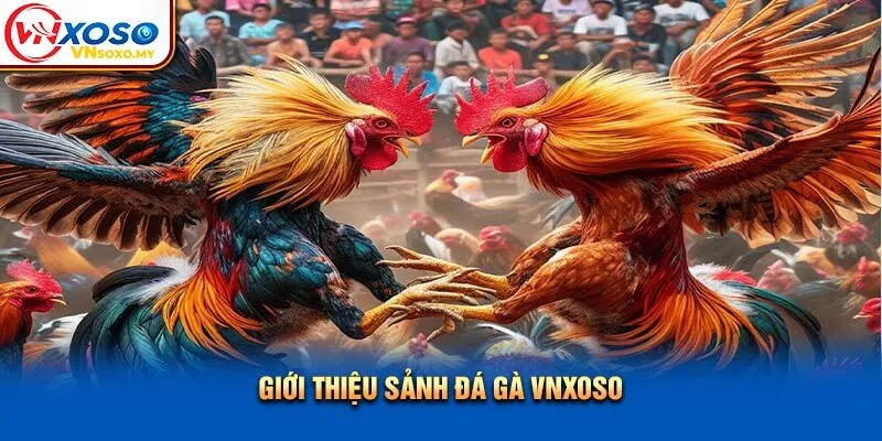 Giới thiệu sảnh Đá gà Vnsoxo Giới thiệu sảnh Đá gà Vnxoso