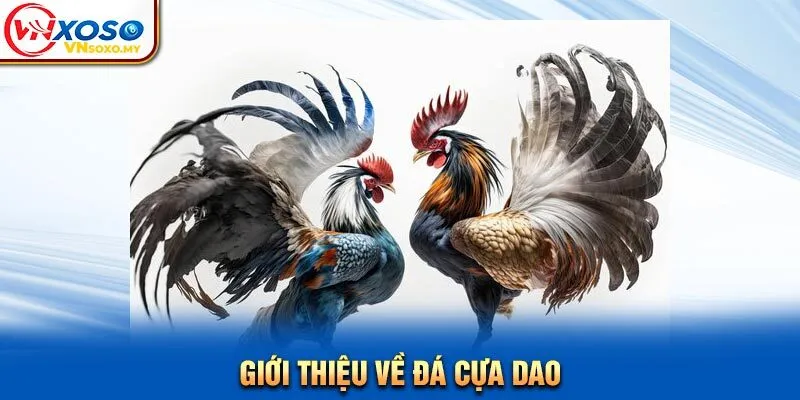 Giới thiệu về đá cựa dao Giới thiệu về đá cựa dao