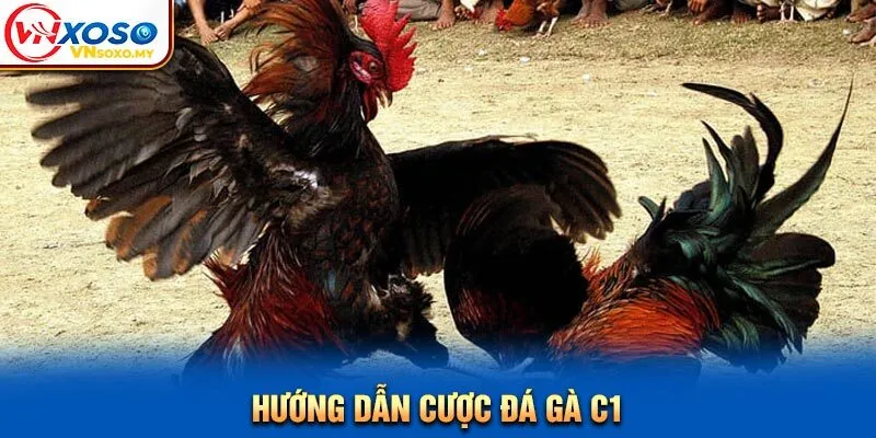 Hướng dẫn cược đá gà C1