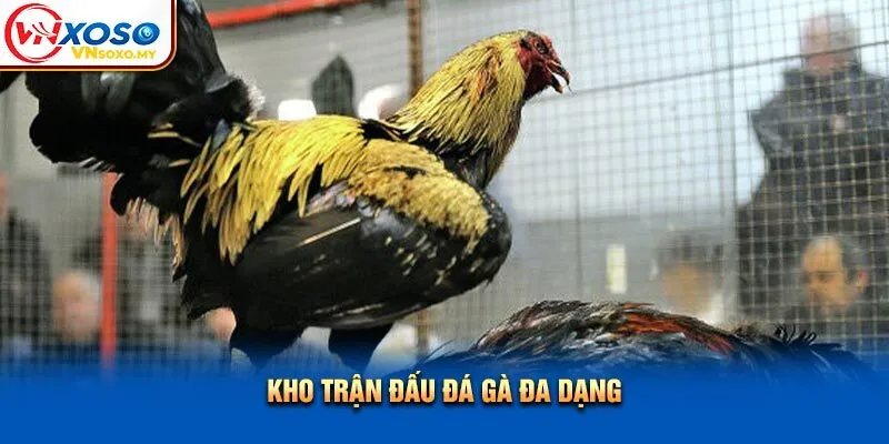 Kho trận đấu đá gà đa dạng Kho trận đấu đá gà đa dạng