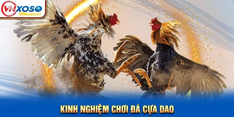 Kinh nghiệm chơi đá cựa dao Kinh nghiệm chơi đá cựa dao
