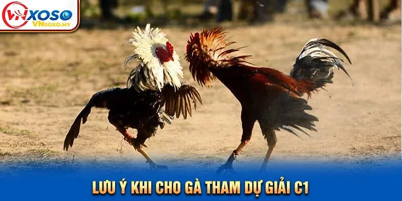 Lưu ý khi cho gà tham dự giải C1