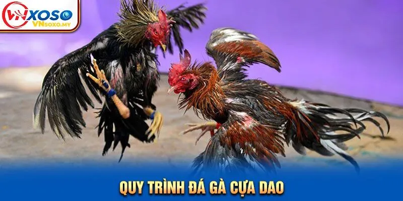 Quy trình đá gà cựa dao Quy trình đá gà cựa dao