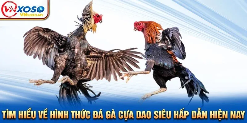 Tìm Hiểu Về Hình Thức Đá Gà Cựa Dao Siêu Hấp Dẫn Hiện Nay